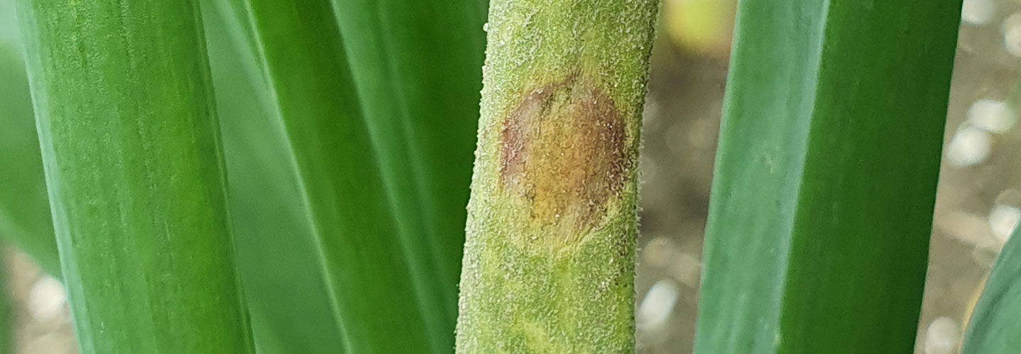 Valse meeldauw uienteelt